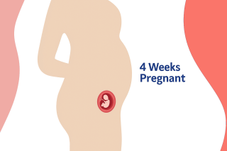 4 weeks pregnant: What’s Happening Inside Your Body?